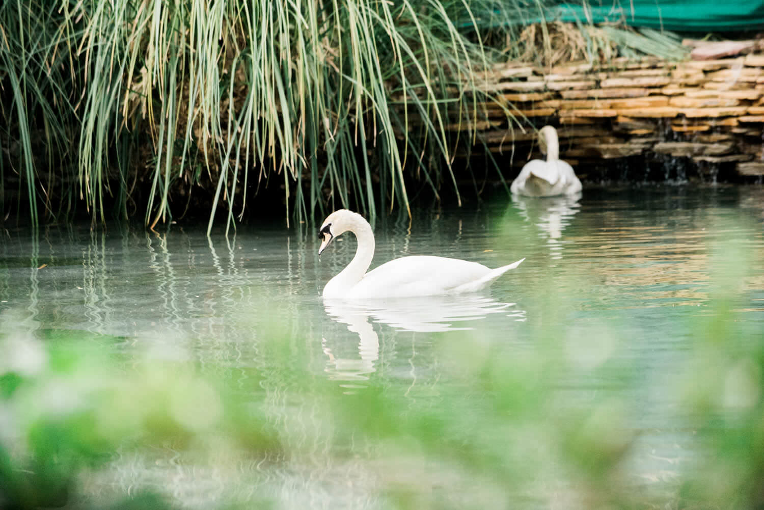 Swan lake at Hotel Bel Air